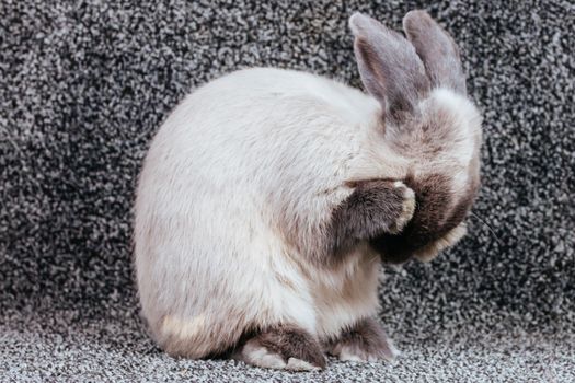 A beautiful lop rabbit against an isolated background.