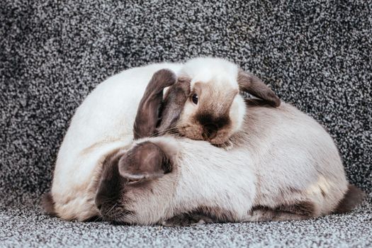 A beautiful pair of lop rabbits playing against an isolated background.