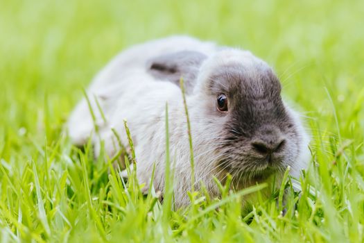 A beautiful lop rabbit against an isolated background of long green grass