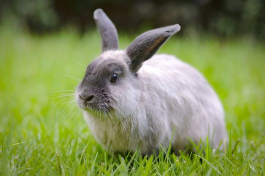 A beautiful lop rabbit against an isolated background of long green grass