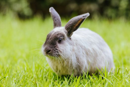 A beautiful lop rabbit against an isolated background of long green grass