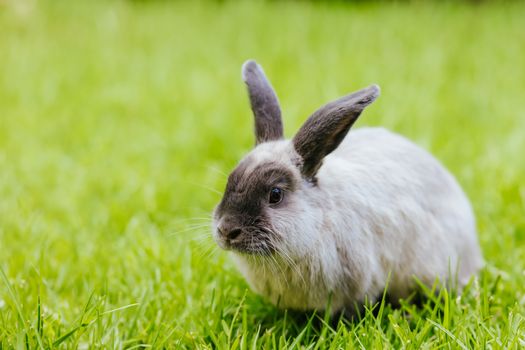 A beautiful lop rabbit against an isolated background of long green grass