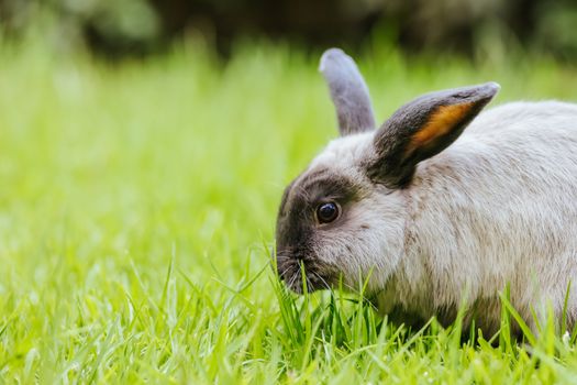 A beautiful lop rabbit against an isolated background of long green grass