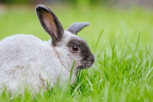 A beautiful lop rabbit against an isolated background of long green grass