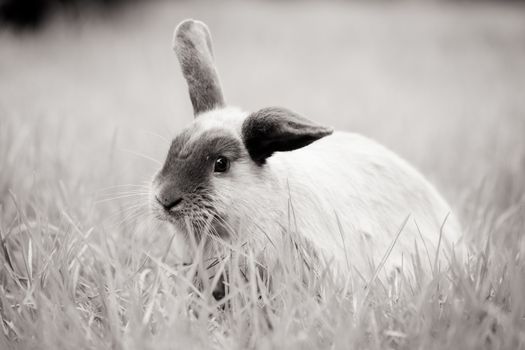 A beautiful lop rabbit against an isolated background of long green grass
