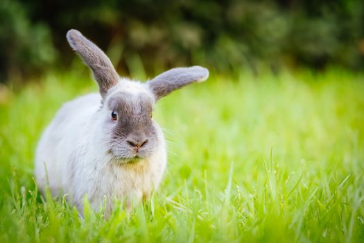 A beautiful lop rabbit against an isolated background of long green grass