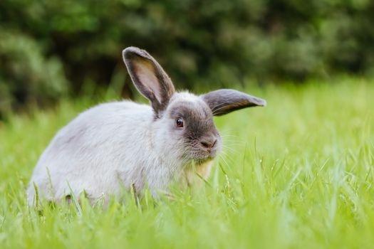 A beautiful lop rabbit against an isolated background of long green grass