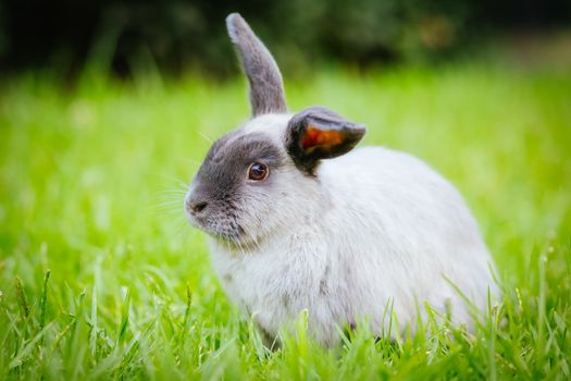 A beautiful lop rabbit against an isolated background of long green grass