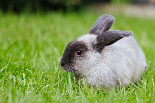 A beautiful lop rabbit against an isolated background of long green grass