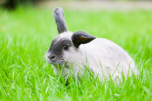 A beautiful lop rabbit against an isolated background of long green grass