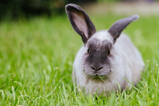 A beautiful lop rabbit against an isolated background of long green grass