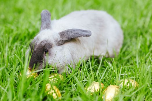 A beautiful lop rabbit against an isolated background of long green grass