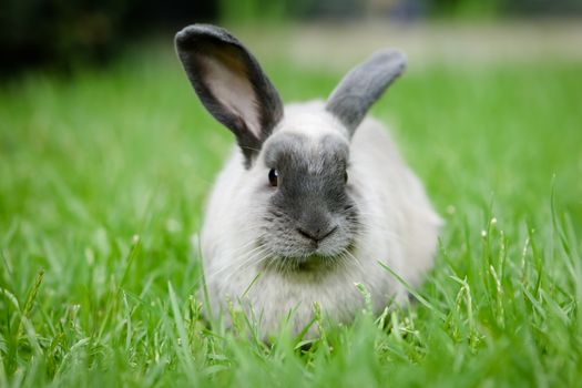 A beautiful lop rabbit against an isolated background of long green grass