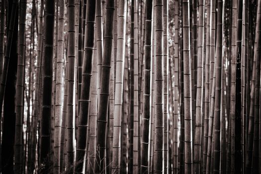 Arashiyama Bamboo Forest early in the morning in Kyoto Japan