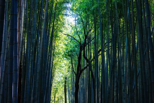 Arashiyama Bamboo Forest early in the morning in Kyoto Japan