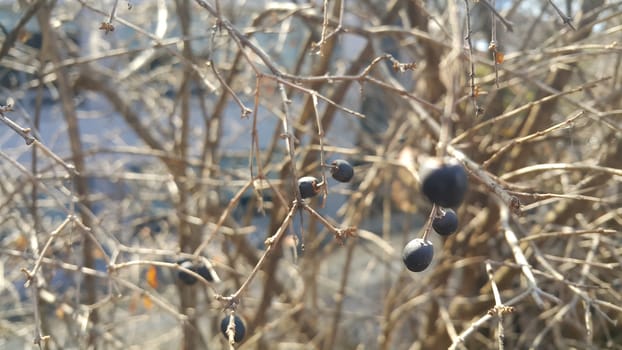 Closeup view of Black mountain ash berries: A selective focus view