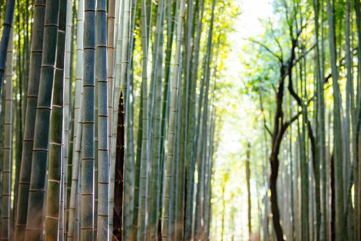 Arashiyama Bamboo Forest early in the morning in Kyoto Japan