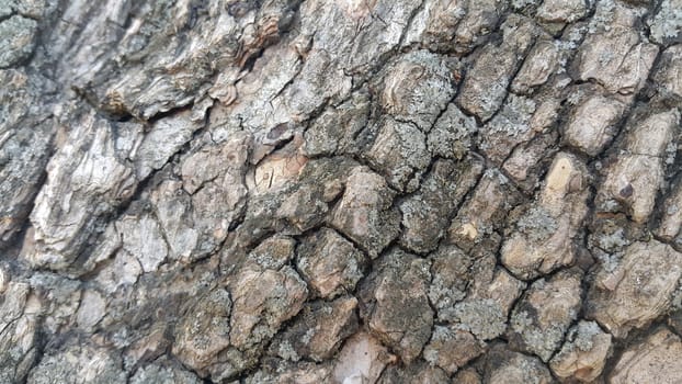 close up view of tree peel: Macro close up texture for background and texture.  Tree bark texture.