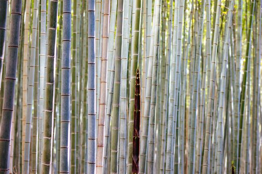 Arashiyama Bamboo Forest early in the morning in Kyoto Japan