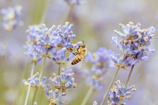 Closeup shot of a bee collecting pollen from lavender on a summer's day in Victoria, Australia