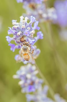 Closeup shot of a bee collecting pollen from lavender on a summer's day in Victoria, Australia