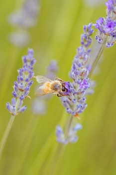 Closeup shot of a bee collecting pollen from lavender on a summer's day in Victoria, Australia