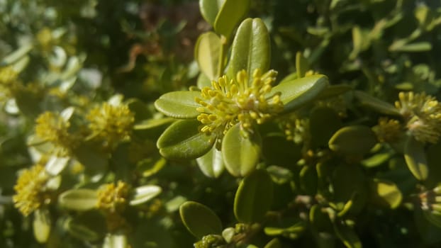 Closeup view of green leaves in the spring season. The leaves are green in color with greenis brown branches seen in the background
