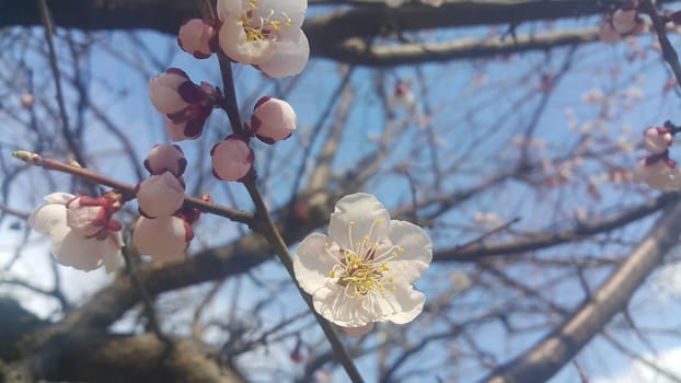Close up view of dog rose flower and bushes hanging from the branches during spring season. White flowers in blue sky background.
