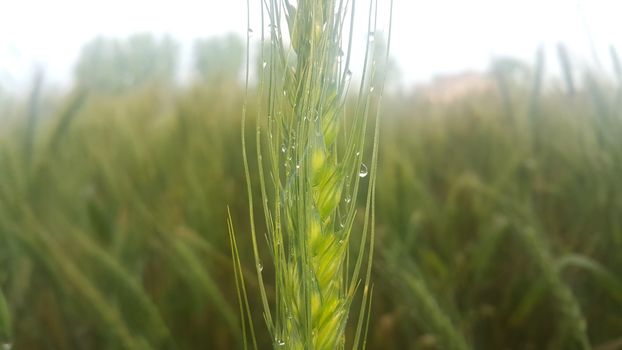 Closeup view of barley spikelets or rye in barley field. Green dried barley focused in large agricultural rural wheat field.