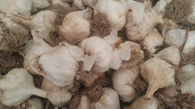 Garlic is aromatic and flavorful herb for consumption and use in spices and for medicinal purposes. Close-up view of dry garlic bulbs background.