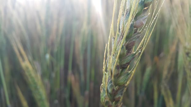 Closeup view of barley spikelets or rye in barley field. Green dried barley focused in large agricultural rural wheat field.
