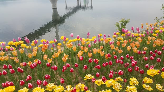Colorful flowers planted on a beach of sea with beautiful view of buildings and mountains