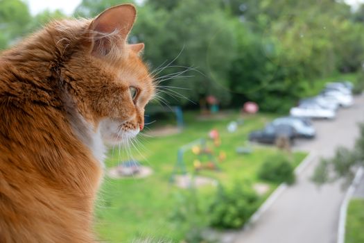 the cat sits on the window sill of a high multi storey building and looks at the courtyard of a city street