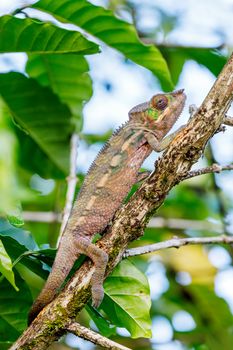 small lizard panther chameleon (Furcifer pardalis) on small branch in rainforest at natural habitat Masoala national park forest, Madagascar wildlife, Africa