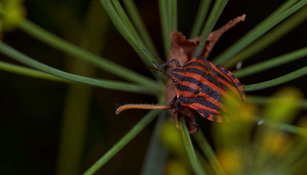 Red striped bug on a green branch of dill Graphosoma italicum, red and black striped stink bug, Pentatomidae. High quality photo