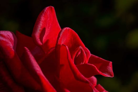 Red Rose Bud in summer. Close-up. Macro effect photo. High quality photo