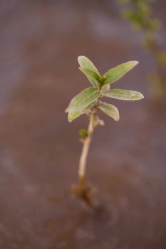 Baby trees growing up in water of river. High quality photo