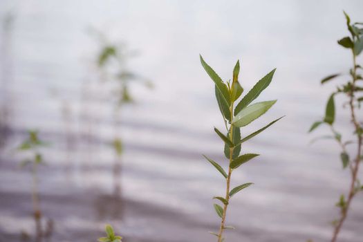 Baby trees growing up in water of river. High quality photo