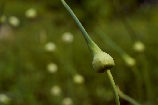 Wild garlic grows in a greenhouse . High quality photo