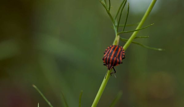 Red striped bedbug on a green branch of dill Graphosoma italicum, red and black striped stink bug, Pentatomidae. High quality photo