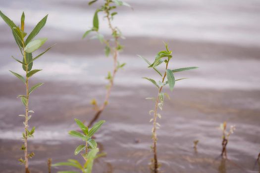 Baby trees growing up in water of river. High quality photo