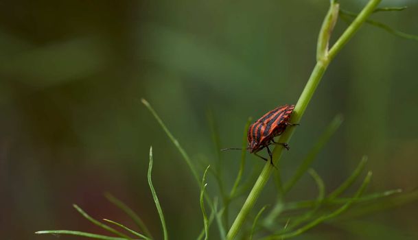 Red striped bedbug on a green branch of dill Graphosoma italicum, red and black striped stink bug, Pentatomidae. High quality photo