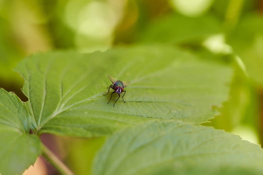 The fly sits on a green sheet. High quality photo