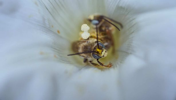 Wild bee climbs out of white flower with nectar . High quality photo