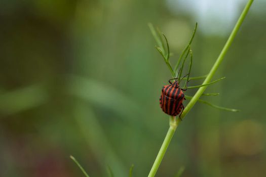 Red striped bedbug on a green branch of dill Graphosoma italicum, red and black striped stink bug, Pentatomidae. High quality photo