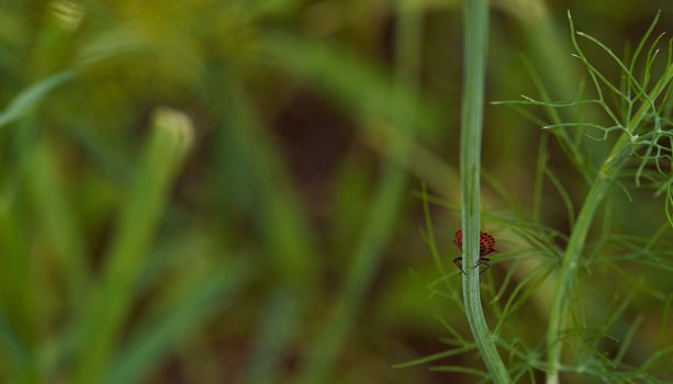 Red striped bedbug on a green branch of dill Graphosoma italicum, red and black striped stink bug, Pentatomidae. High quality photo