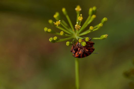 Red striped bedbug on a green branch of dill Graphosoma italicum, red and black striped stink bug, Pentatomidae. High quality photo