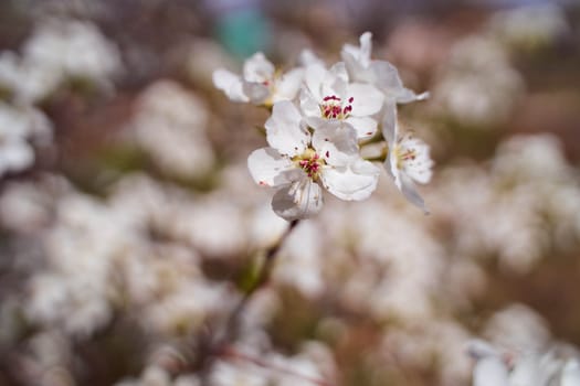 apple blossoms on a blurred natural background. High quality photo