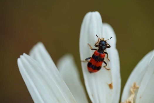 Close-up chamomile daisy flower with yellow nectar and bug. Macro effect photo. High quality photo