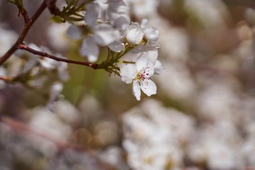 pear blossoms on a blurred natural background. High quality photo